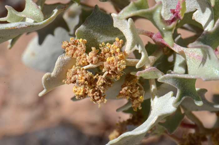 Desertholly is a warm desert shrub, dioecious with male and female flowers on separate plants. Male flowers yellow to purple. Atriplex hymenelytra